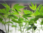 Medical Marijuana Businesses Massachusetts