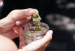 Cannabis